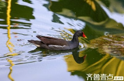 是鸟不是鸡--黑水鸡